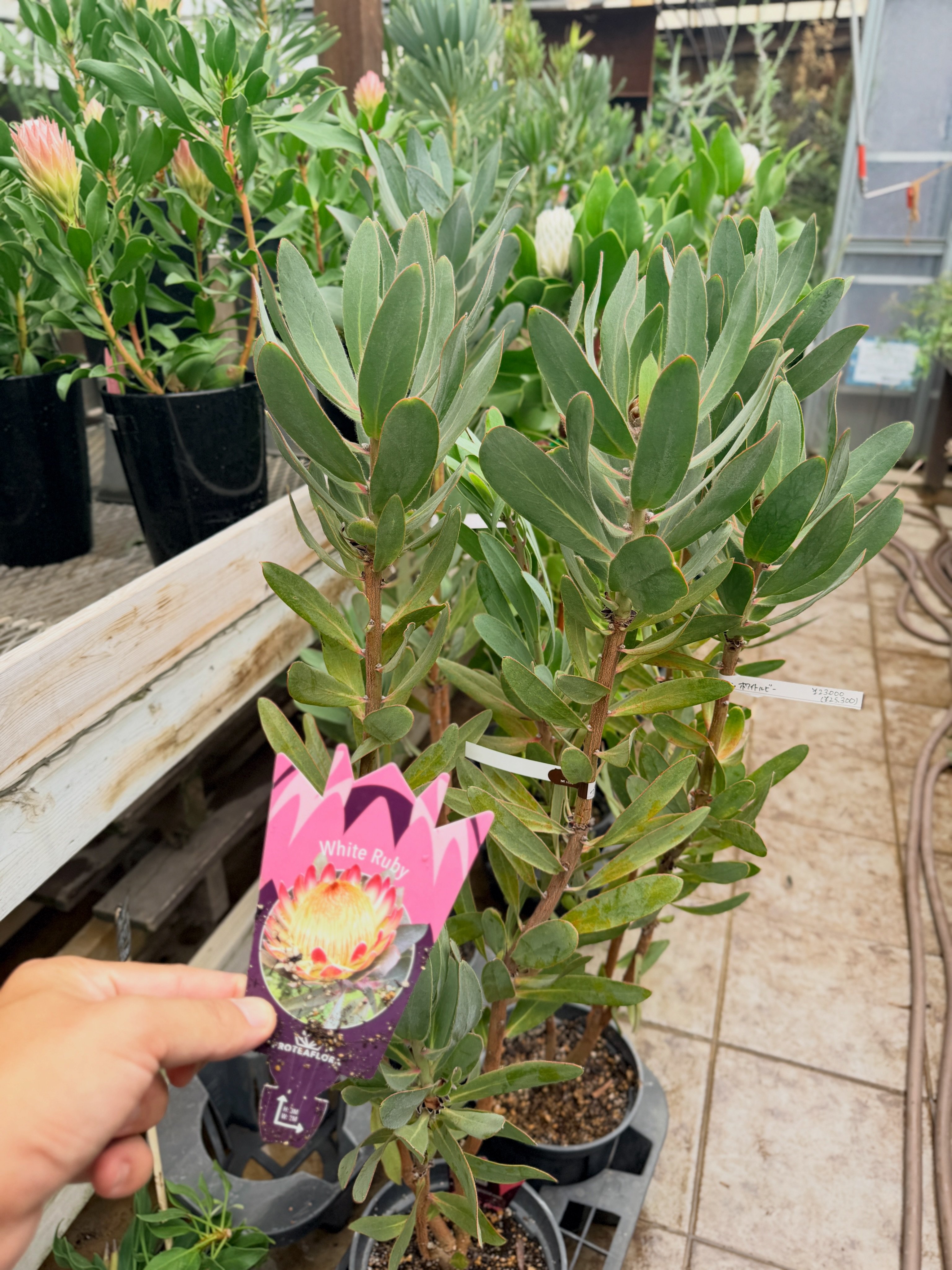 入荷情報🦘】 久々にオージープランツをたーーーくさん入荷しました