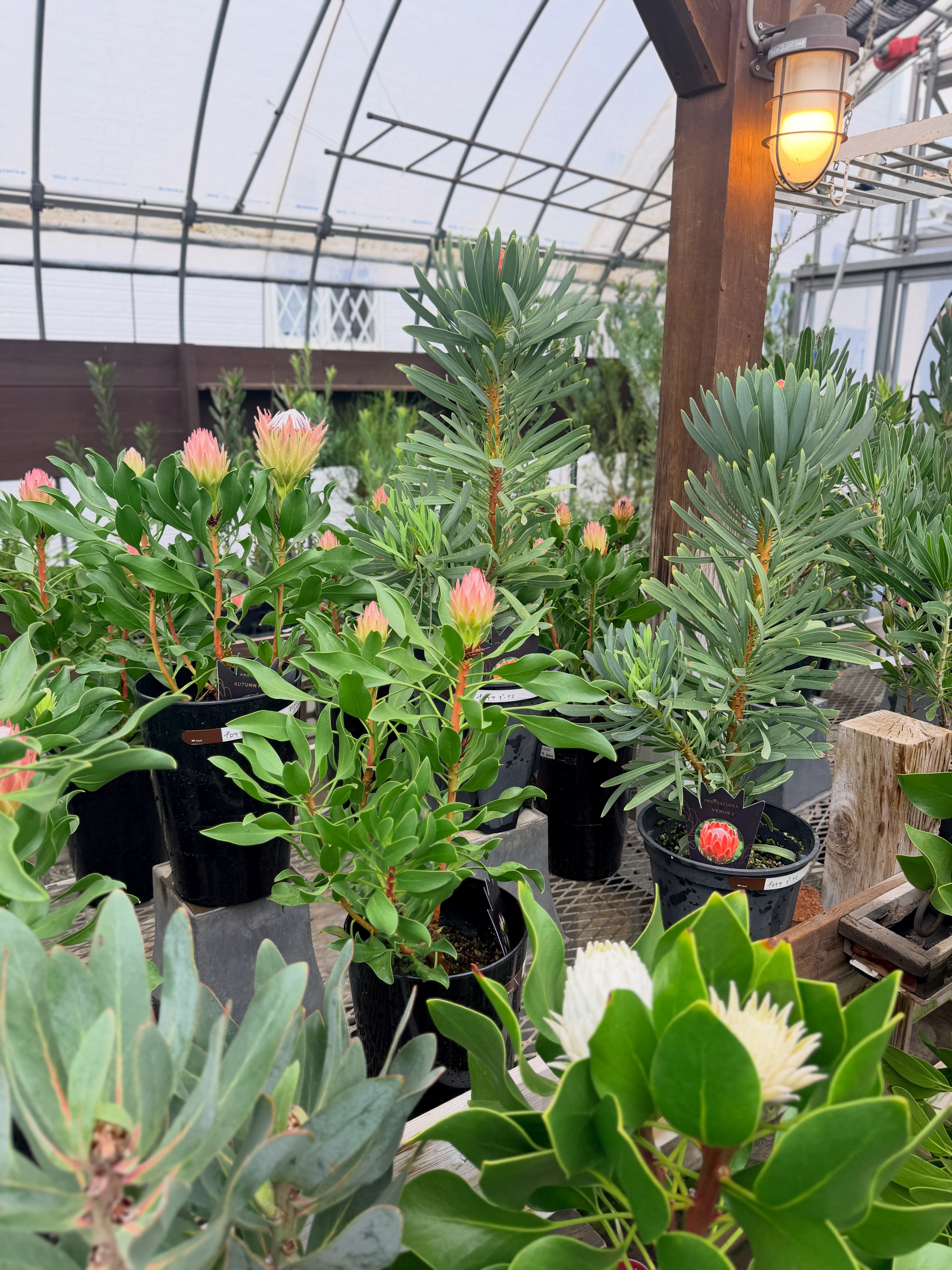 入荷情報🦘】 久々にオージープランツをたーーーくさん入荷しました