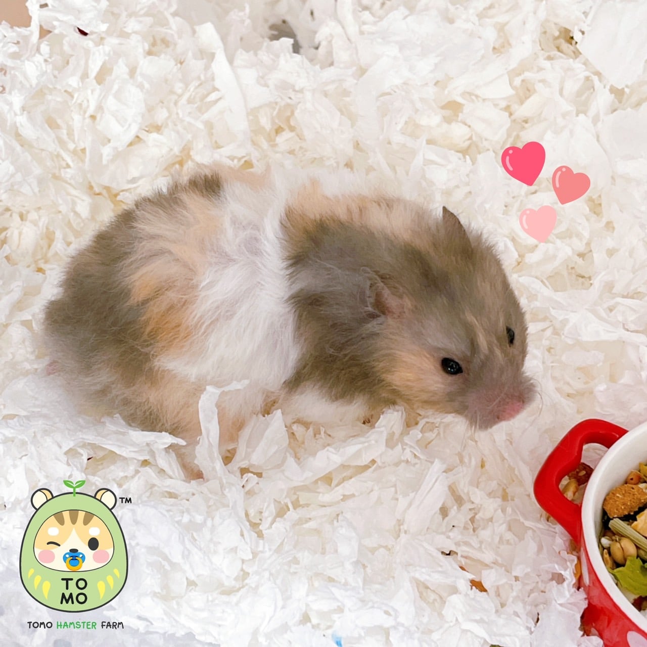 TOMO Hamster Farm โทโมะฟาร์ม