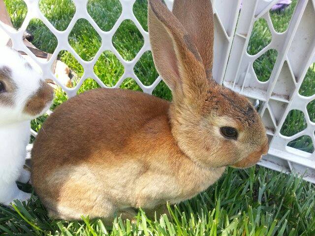 Snowy River Rabbitry & Hobby Farm | Grants Pass OR