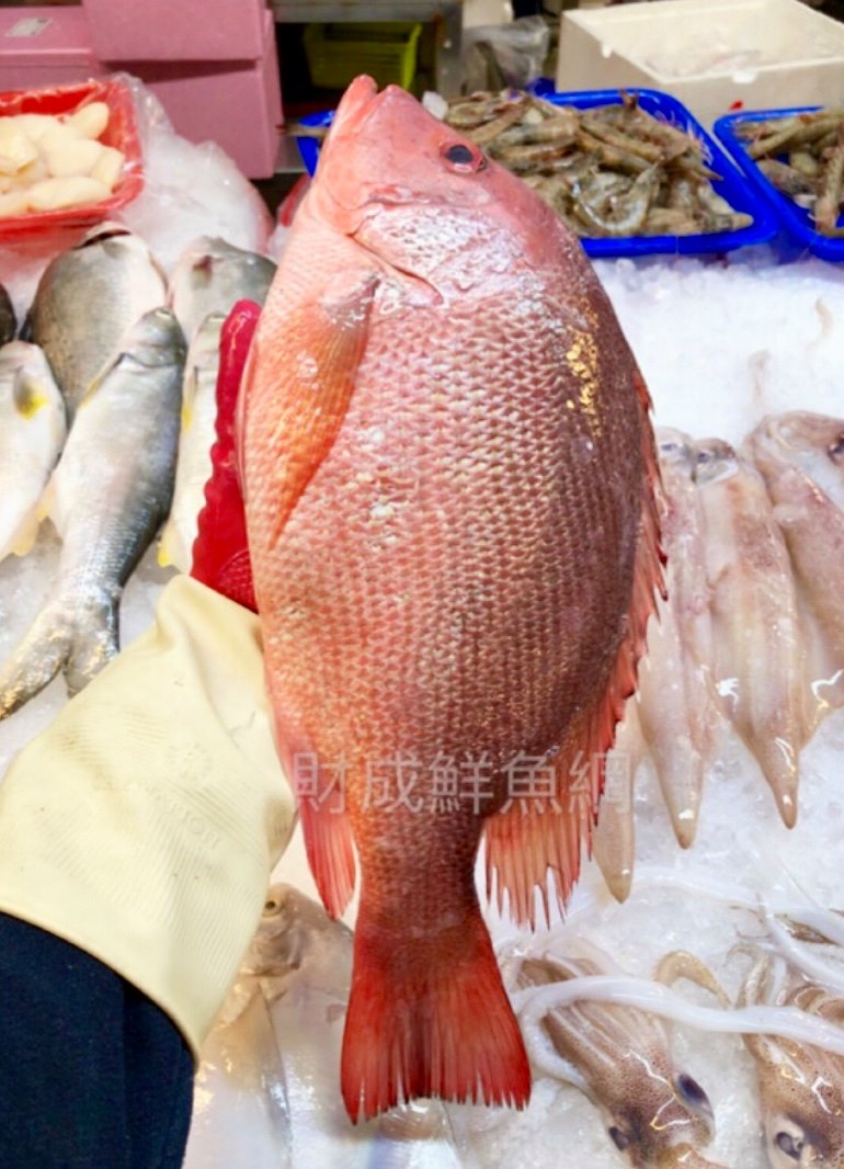 財成鮮魚網 今天的主角是紅雞母又名紅魚 紅雞仔 海雞母 Facebook