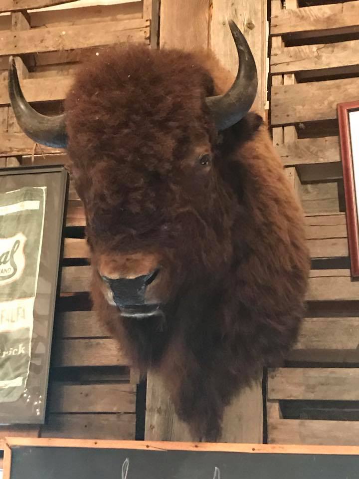 Cook's Bison Ranch | Wolcottville IN