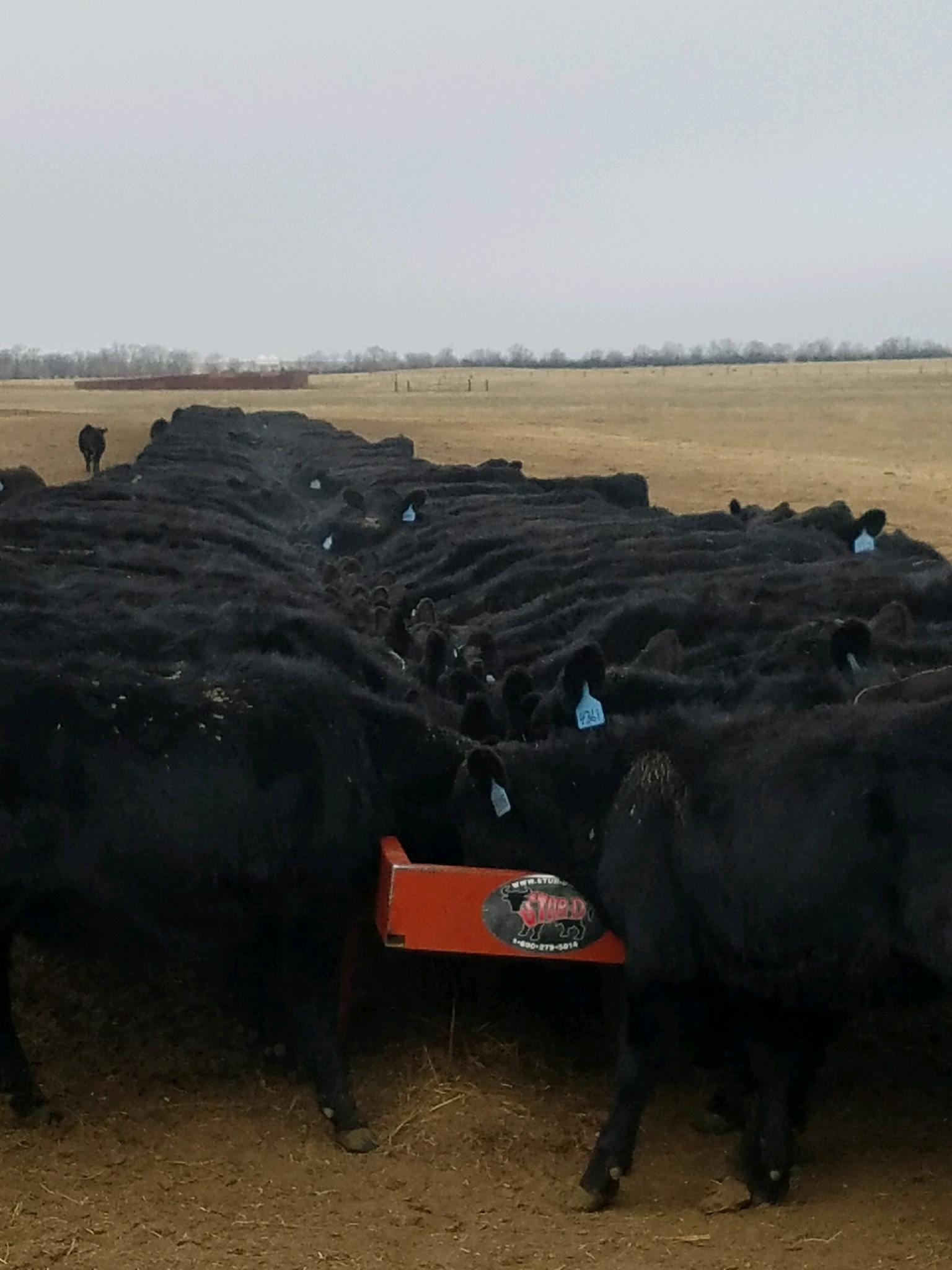 Gilbert Angus Ranch | Buffalo SD