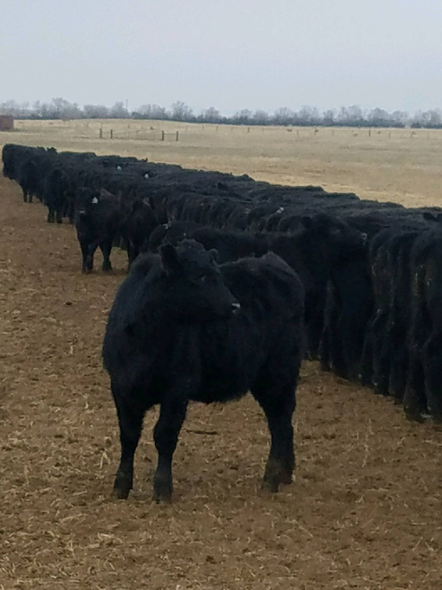Gilbert Angus Ranch | Buffalo SD