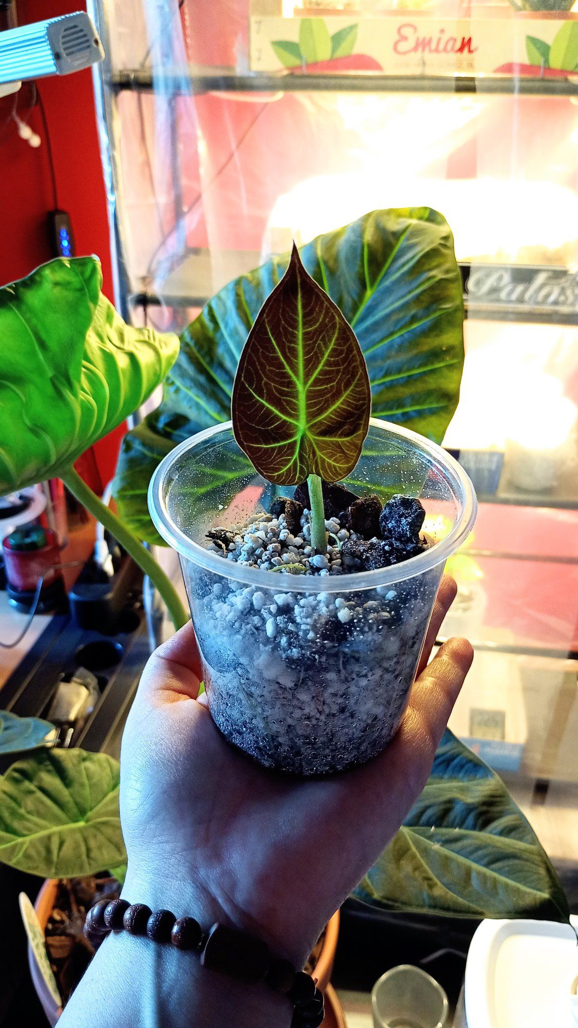 Growing Alocasia 'Regal Shield' from a corm in Italy