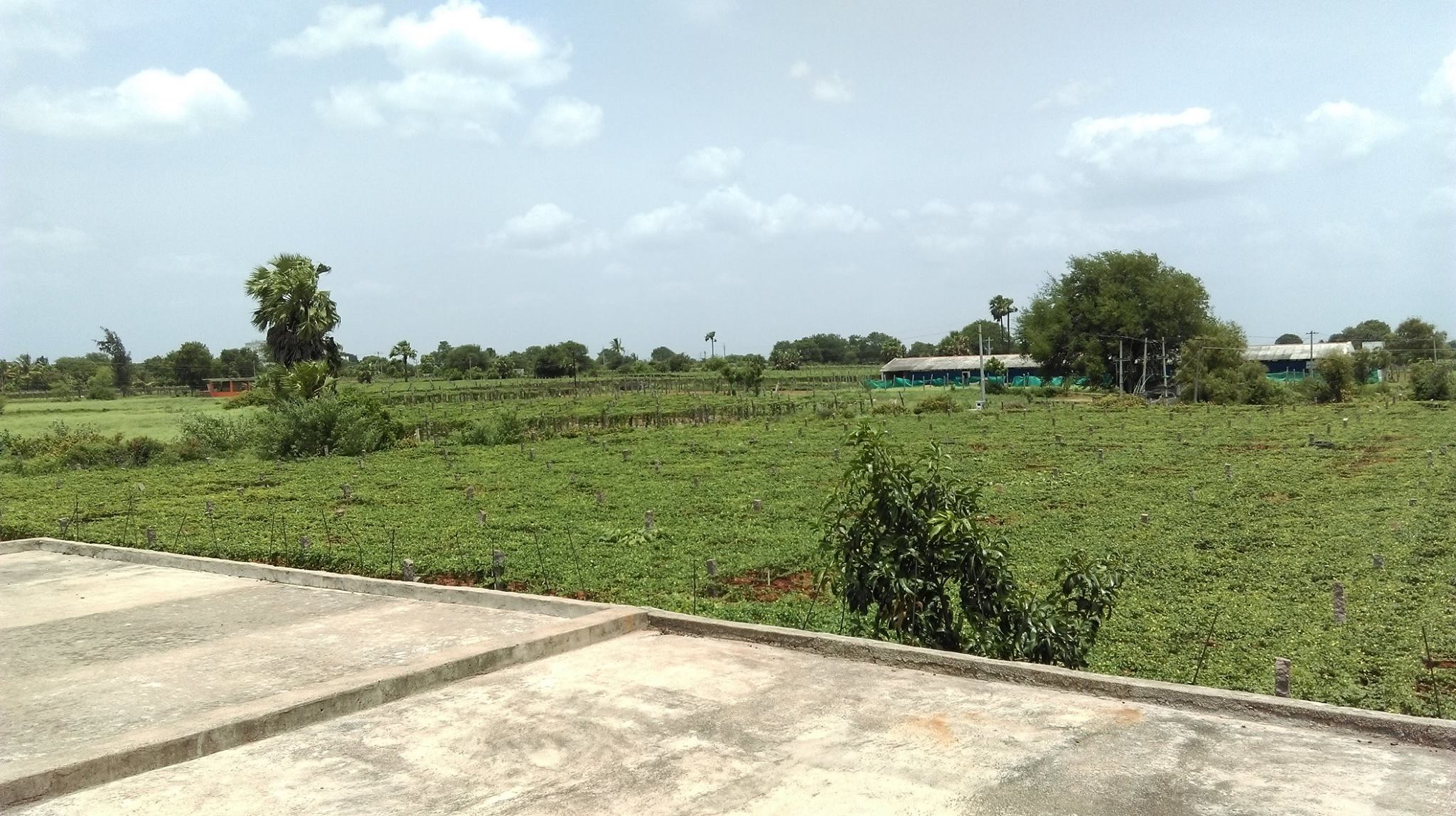 Ranga Reddy District Horticulture