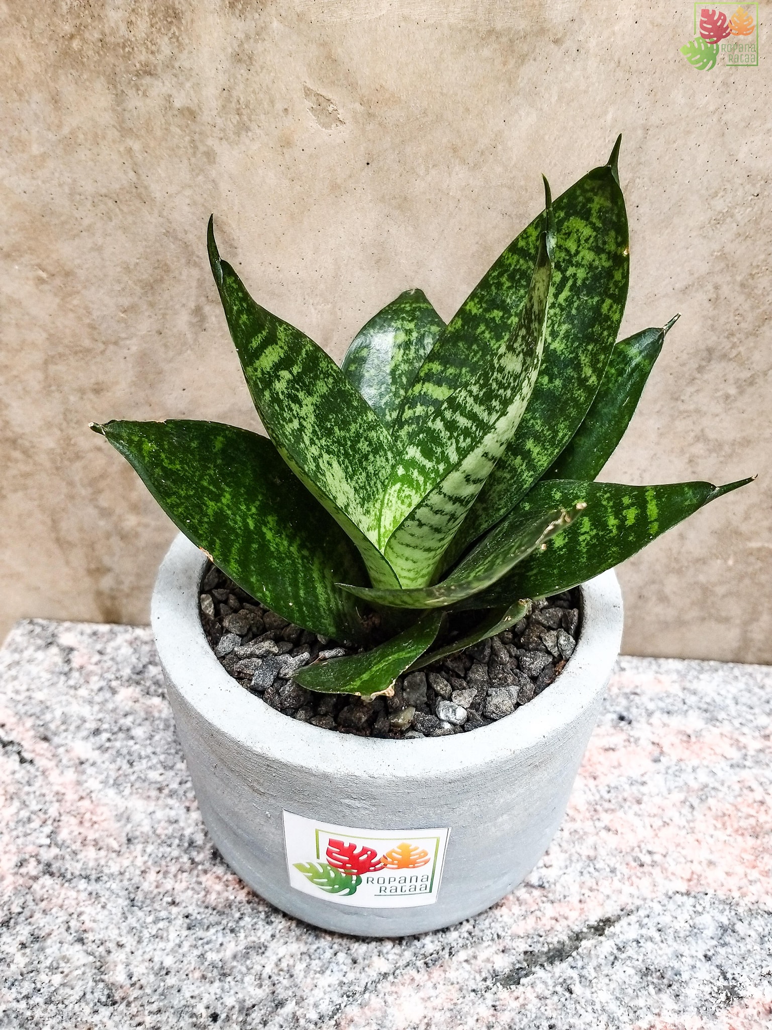 Ropana Rataa - සැන්සවේරියා - Snake Plant - Bird’s Nest... | Facebook