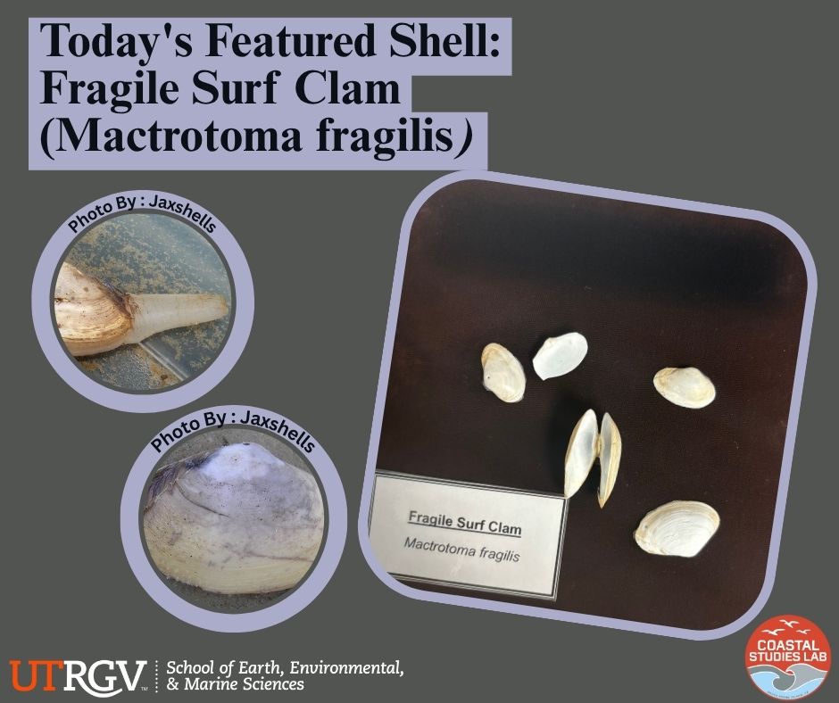 UTRGV - 🌊 Shell of the Day: Fragile Surf Clam (Mactrotoma fragilis) 🌊 ...