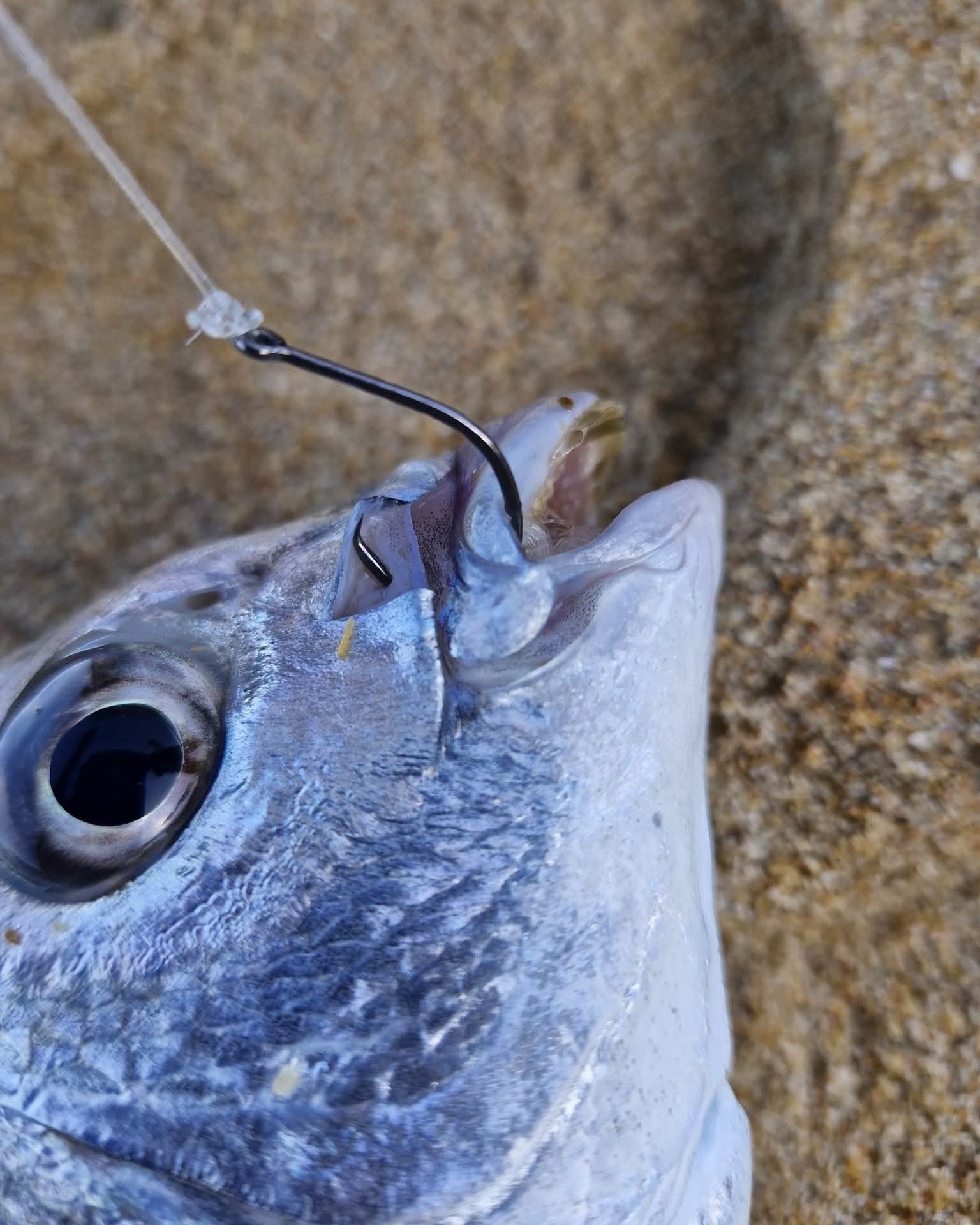 does it matter if a fishing lure is scratched Scratch Scratch-bass fishing on the rocks