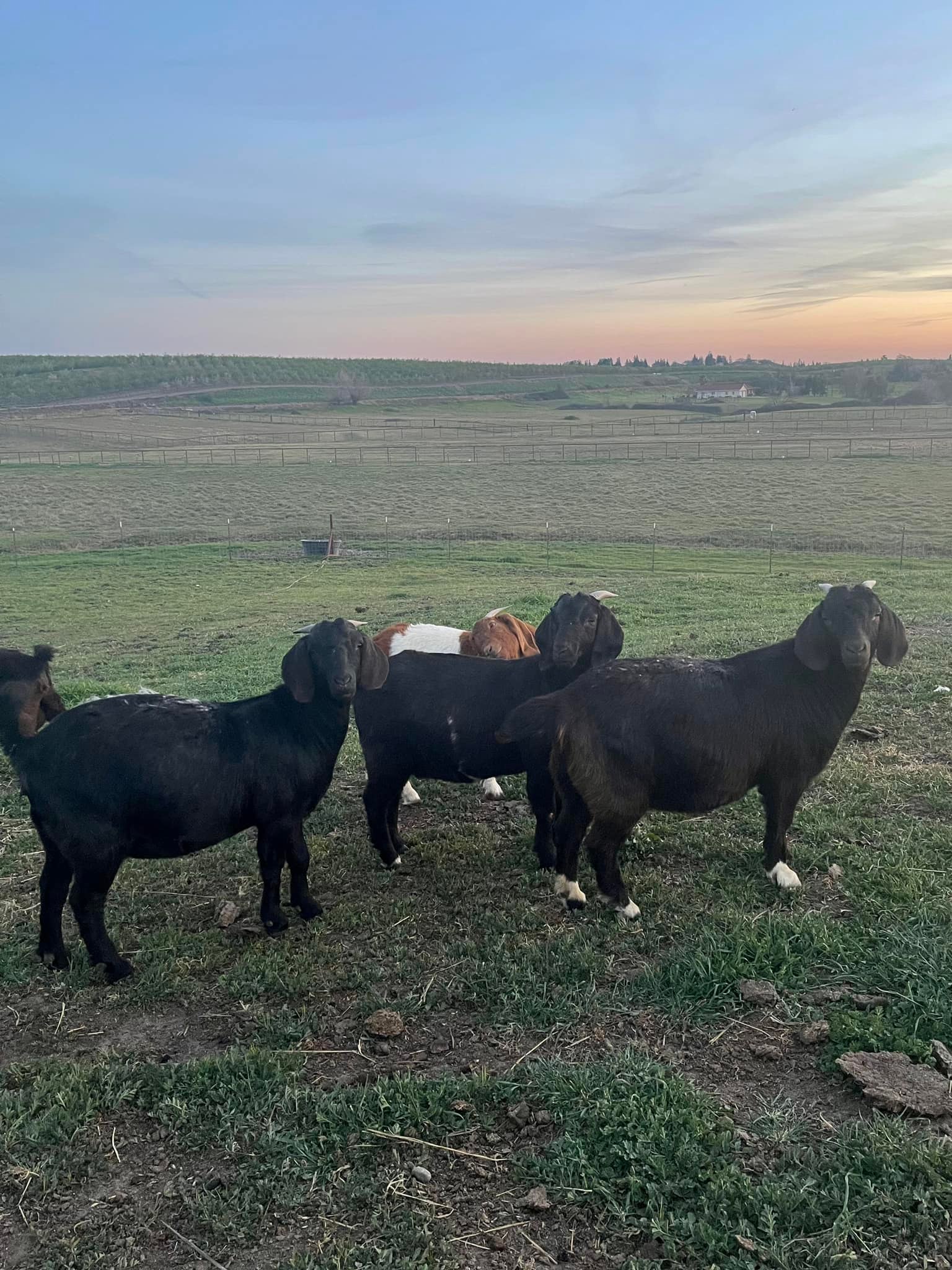 JKP Ranch - **ALL SOLD EXCEPT TWO BUCK KIDS** Starter...