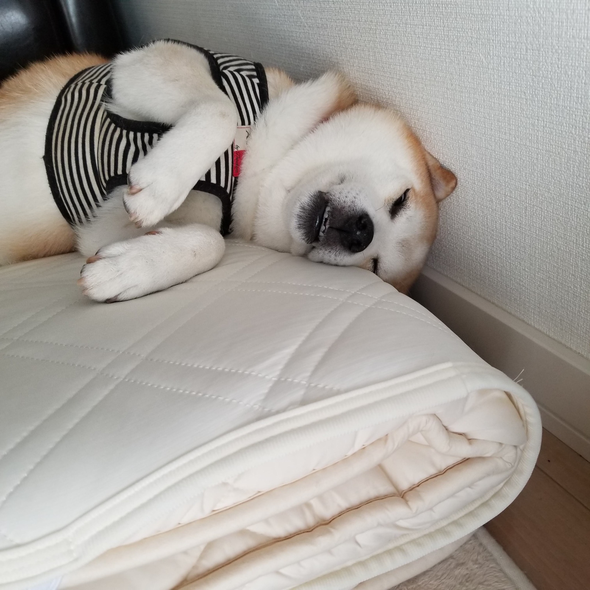 Shiba Inu Jiro/ 柴犬ジロー (@ShibaInuJiro) • Facebook