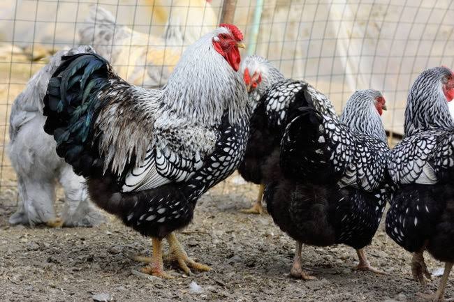 KisakyeVille Poultry And Livestock Farm Uganda | Kampala