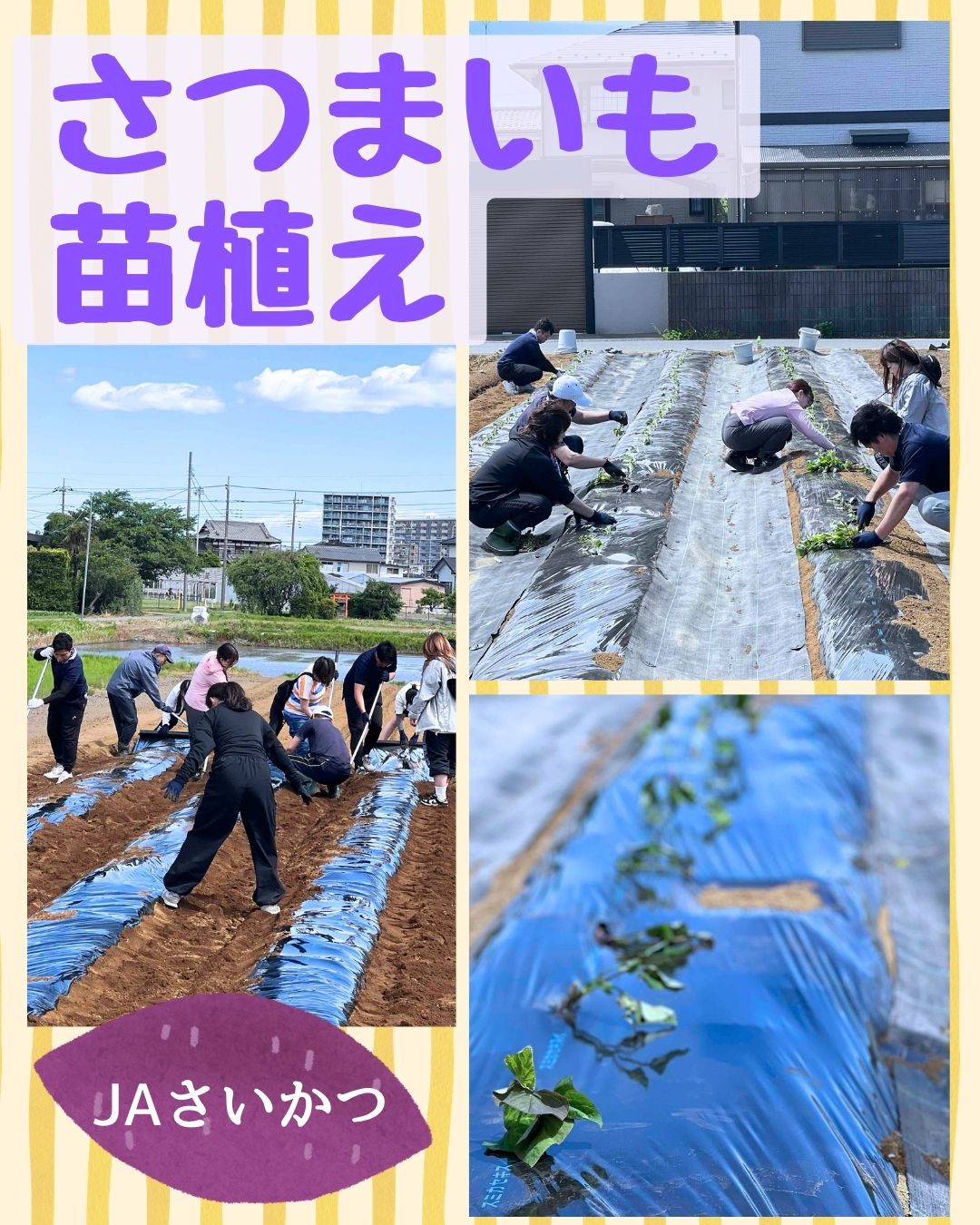 🍠サツマイモ苗植えを行いました！🌱 秋の収穫に向けて、三郷支店の