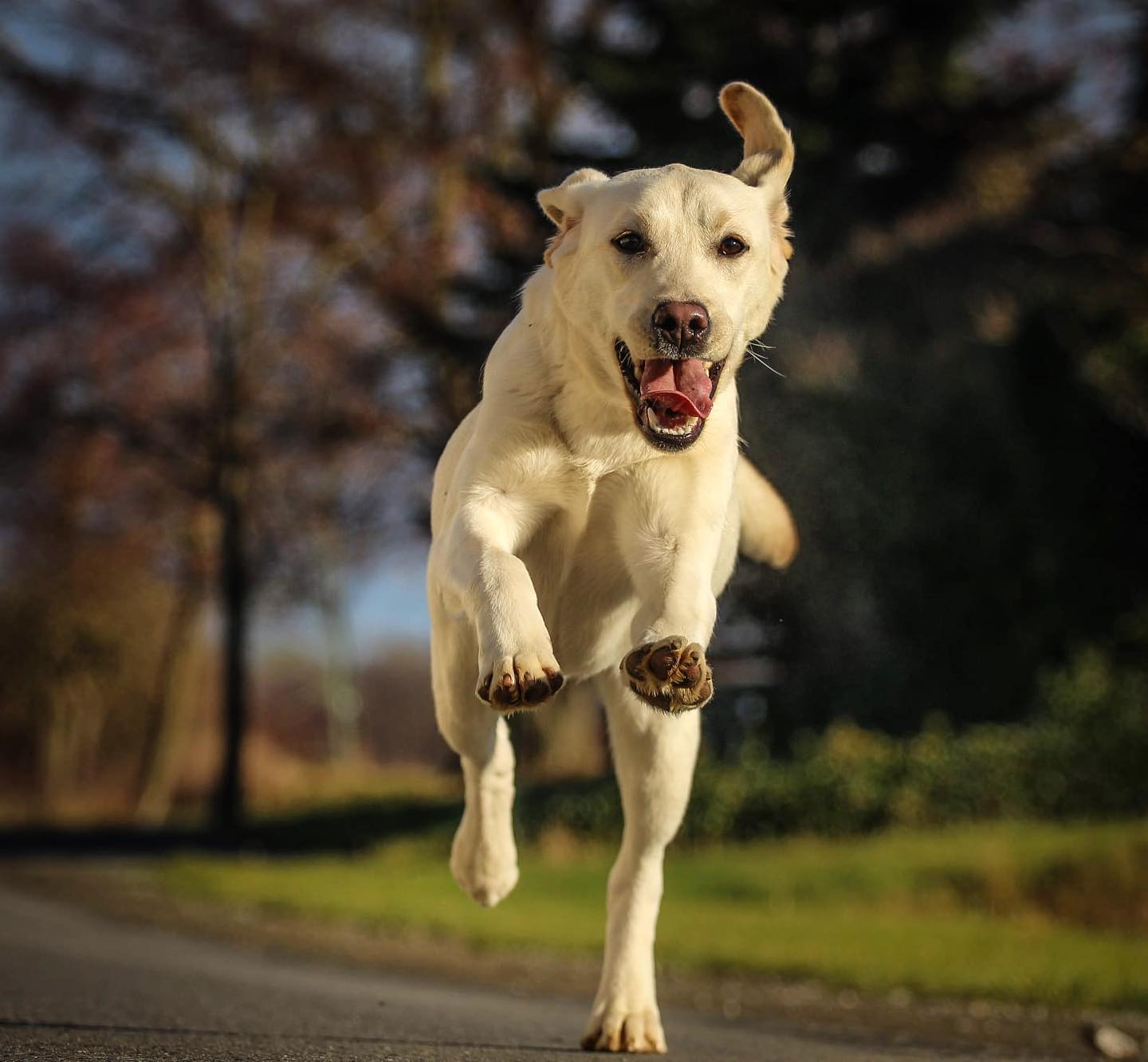 Labradore von den Königseichen - Jump into the Weekend like… 👟 # ...