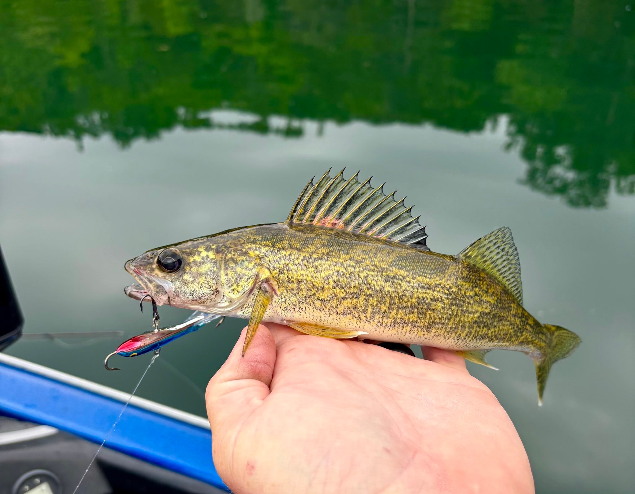 adirondack hospital fishing lures Livingston Menace  Team Rhino Outdoors LLC It shines when he is twitched Lake X Lures Dr. Evil