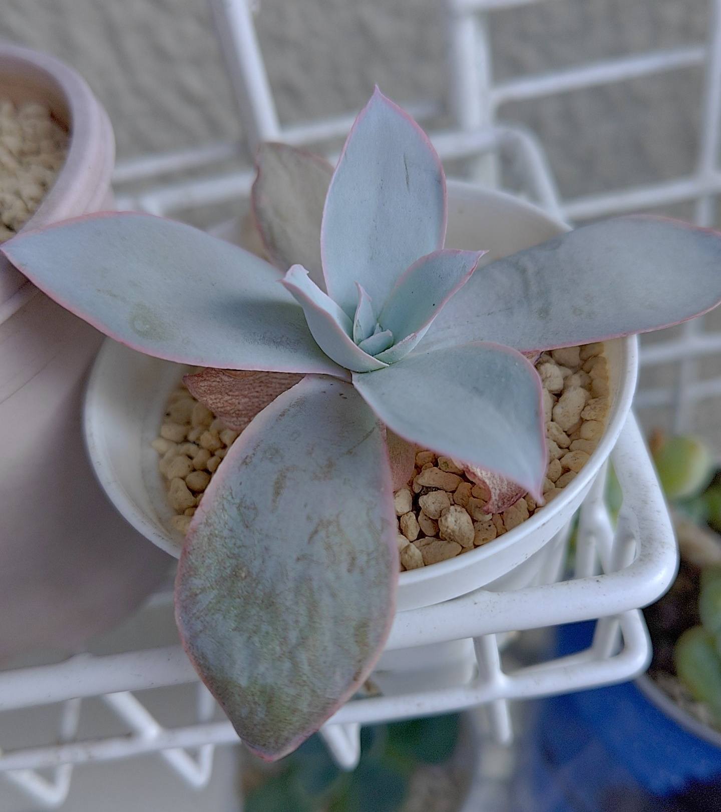 寄せ植えを作り直しました。 紅稚児の紅葉に期待してます。