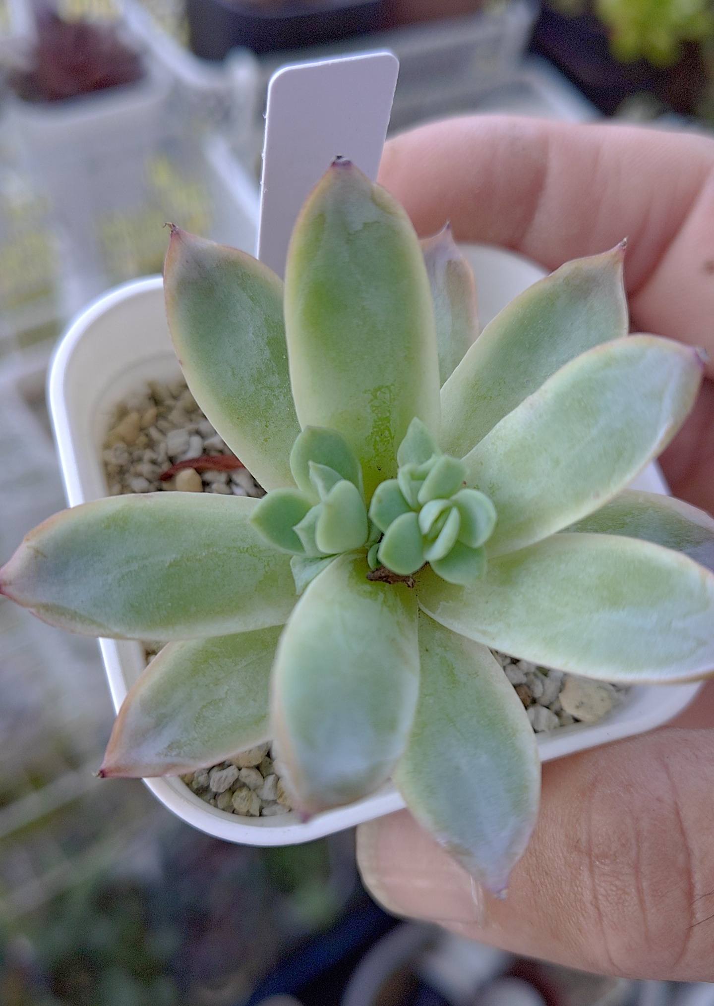 寄せ植えを作り直しました。 紅稚児の紅葉に期待してます。