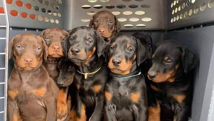 Doberman Rescue Los Angeles