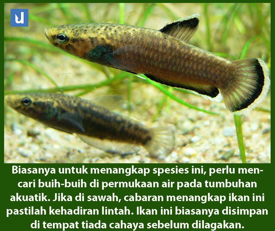 10 Jenis Ikan Laga Tips Mudah Jaga Di Rumah