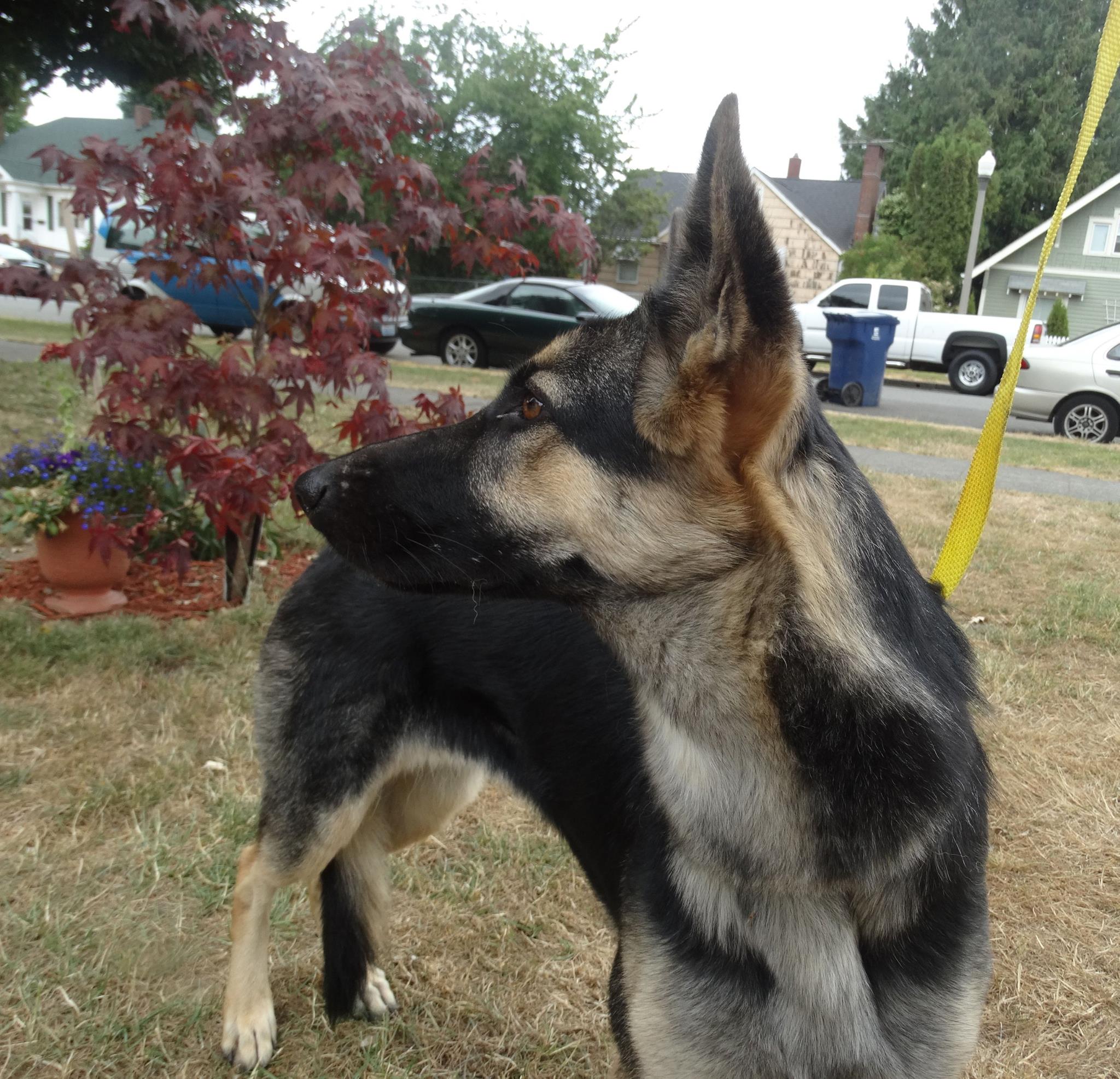 Draw Rescue - This is Kahlua. She is a 1 year old GSD. She... | Facebook