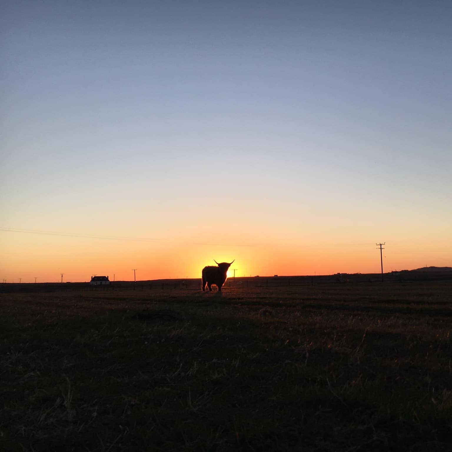 🌟135th Annual Spring Show & Sale... - Highland Cattle Society | Facebook
