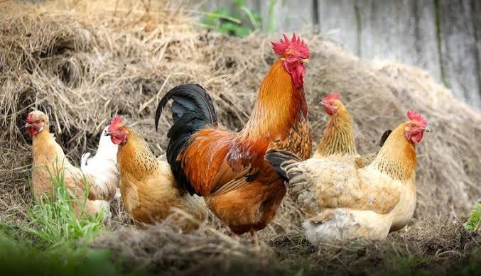 KisakyeVille Poultry And Livestock Farm Uganda | Kampala