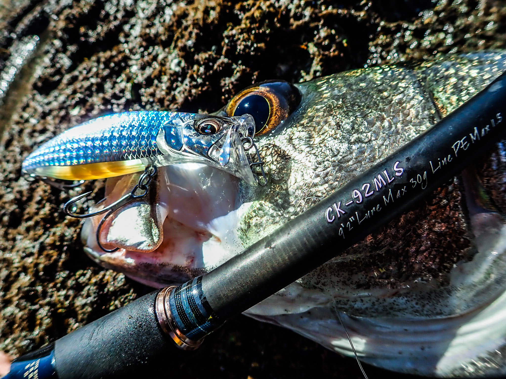 Megabass - 鯉のぼりをモチーフにした「天昇カラー・ルアーセット