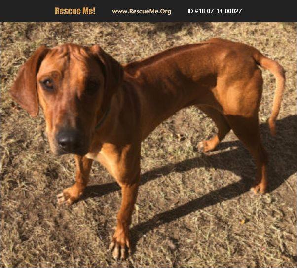 Rescue Me! Rhodesian Ridgeback Rescue