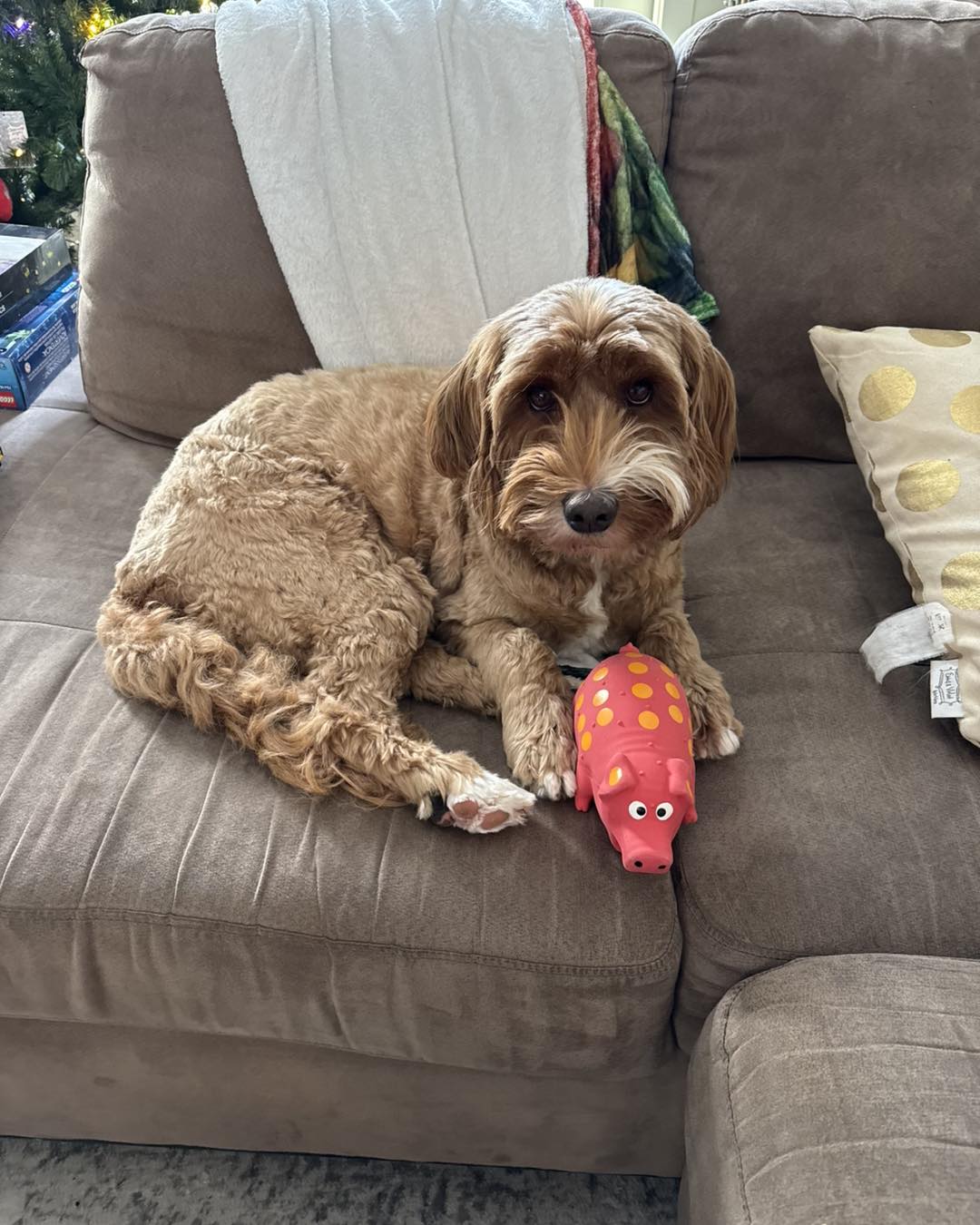 Happy Birthday to Ellie May! 🎉... - Ruff'n Ready Doodles | Facebook