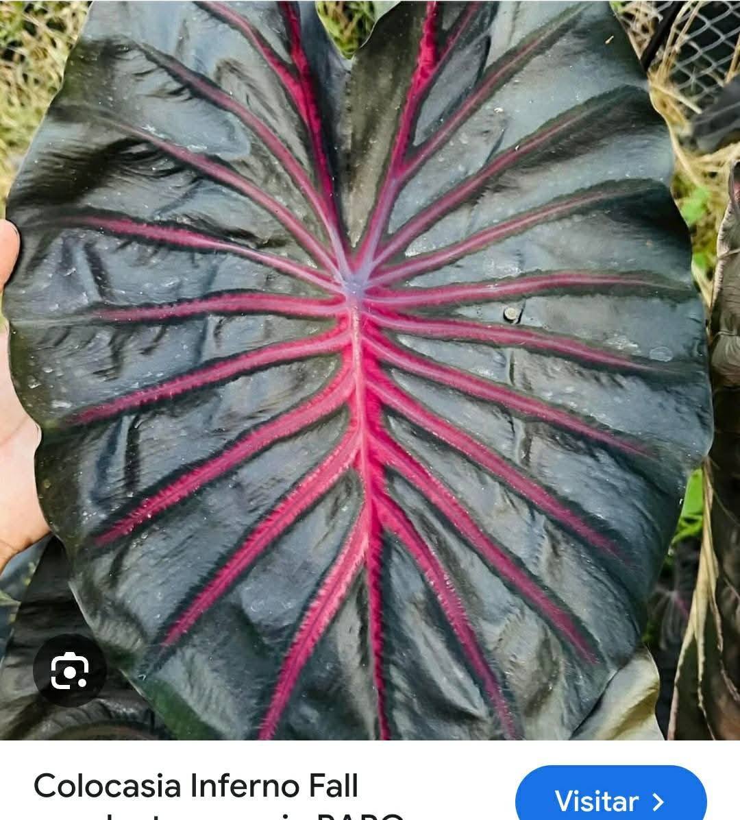 コロカシア　インフェルノ　フォールズ COLOCASIA INFERNO FALL $20.00