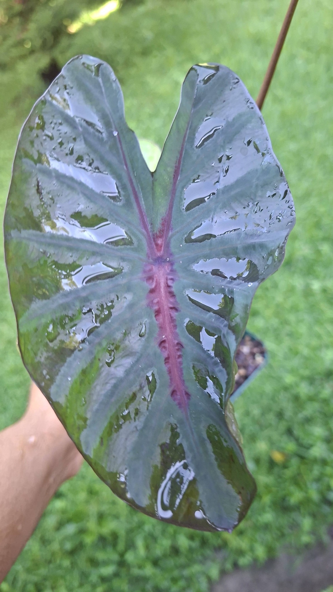 COLOCASIA INFERNO FALL $20.00