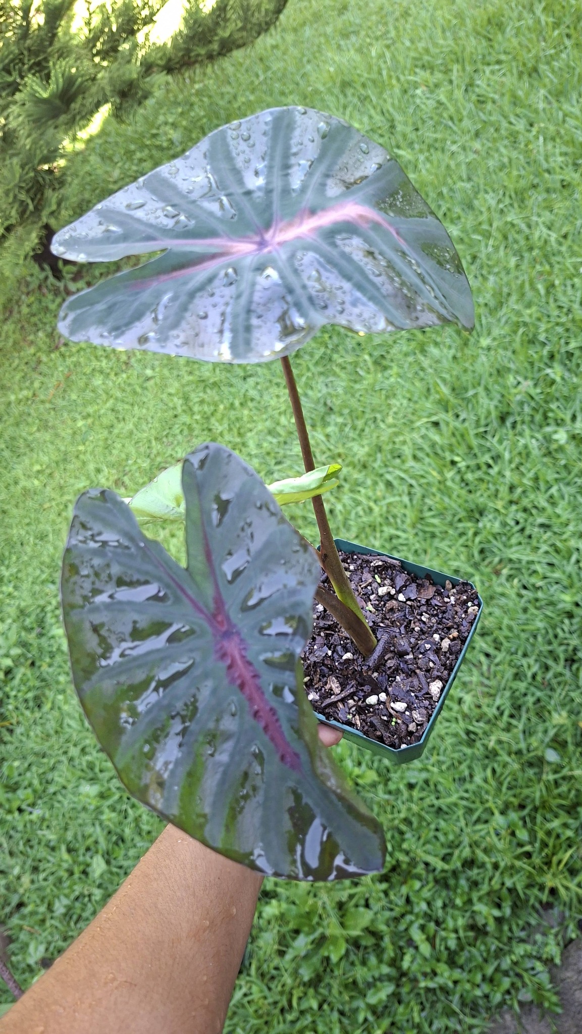 コロカシア　インフェルノ　フォールズ COLOCASIA INFERNO FALL $20.00