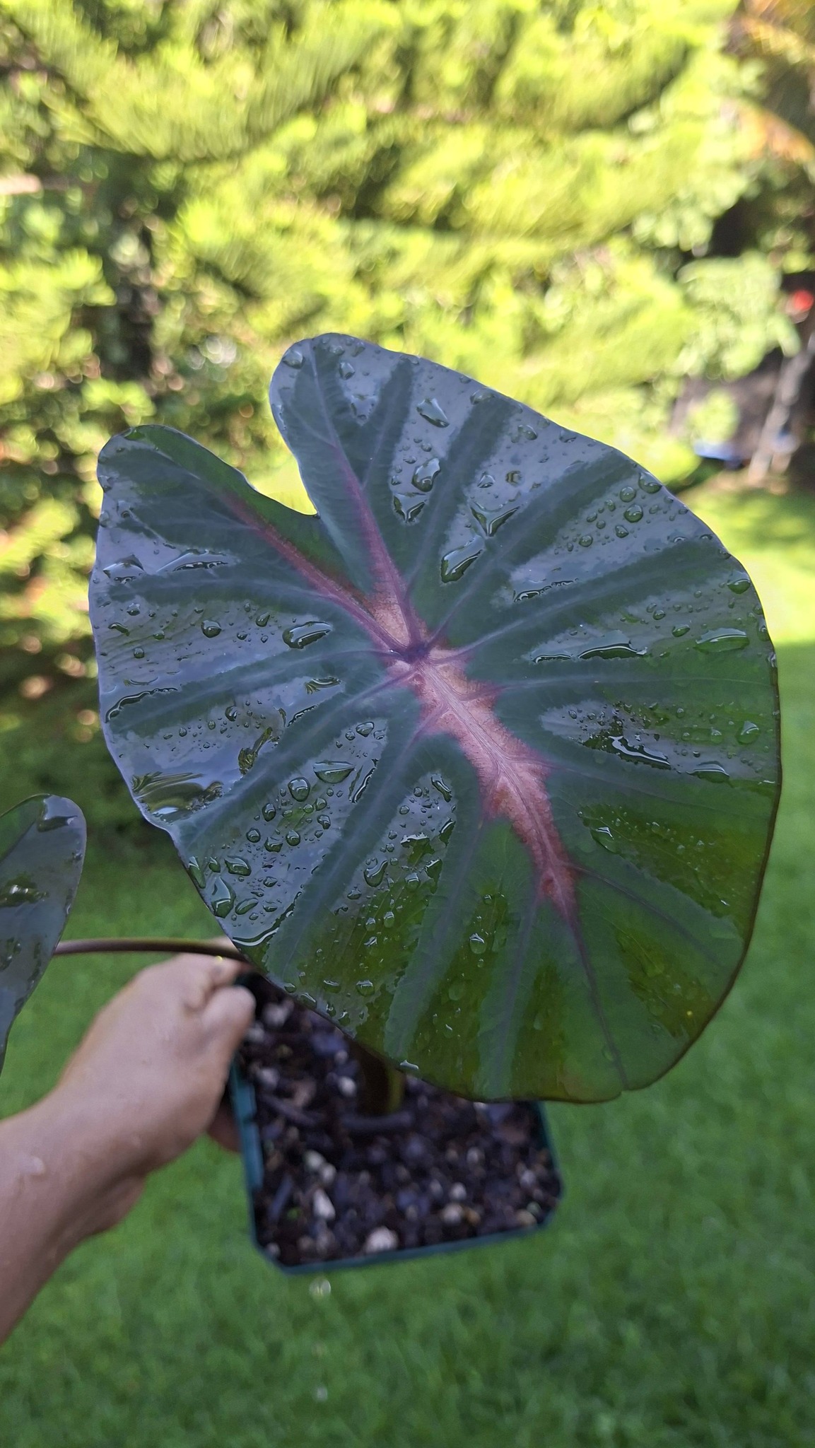 COLOCASIA INFERNO FALL $20.00
