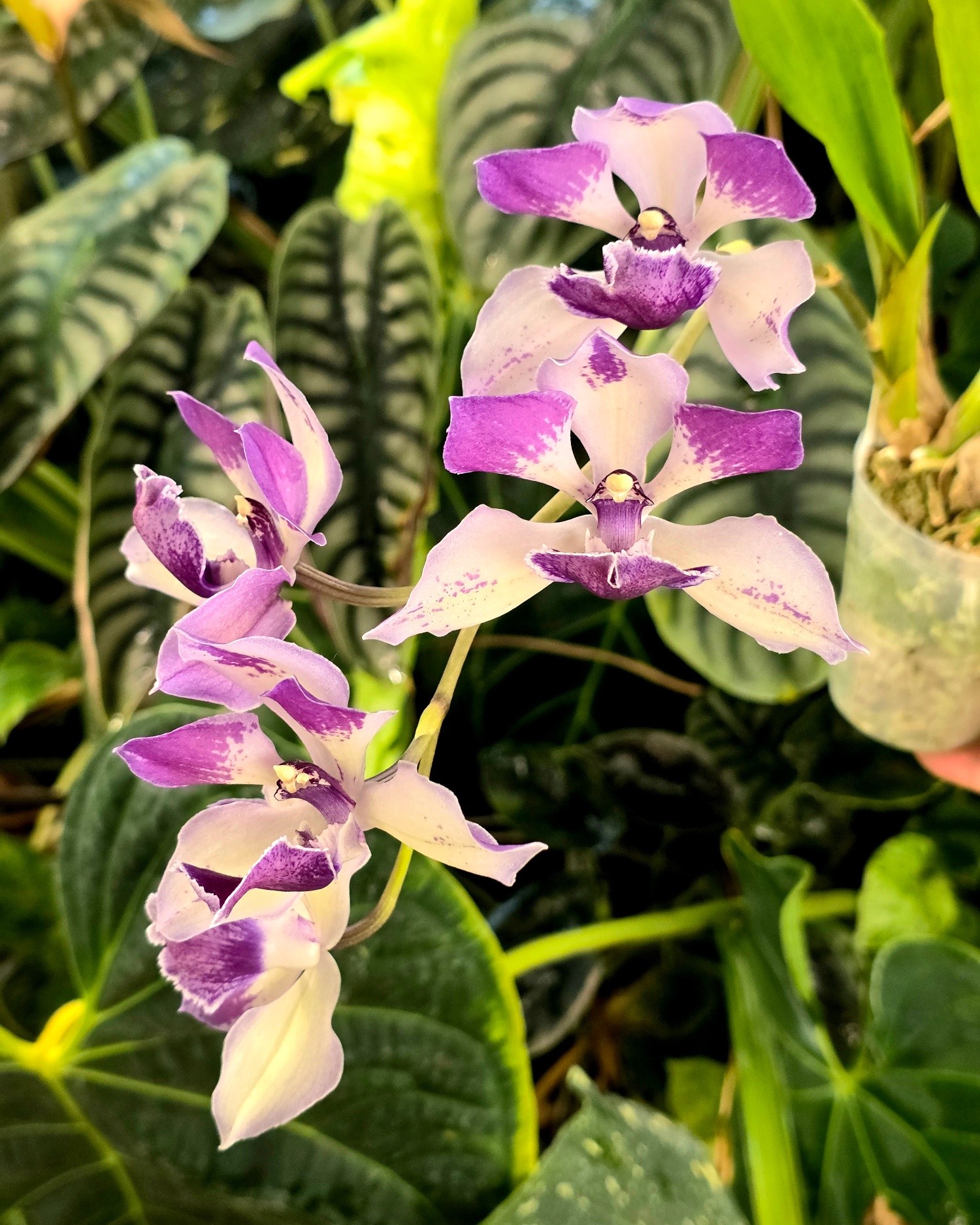 Zygonisia Murasakikomachi hybrid orchid care and growth tips
