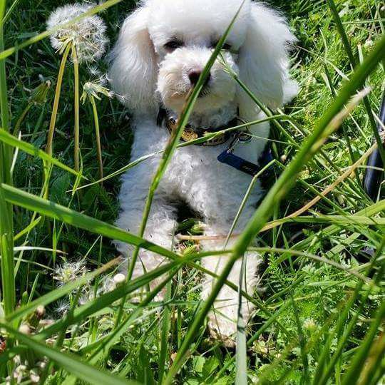 Hundesalon Bild - Hoffendlich chund bald der Sommer | Facebook