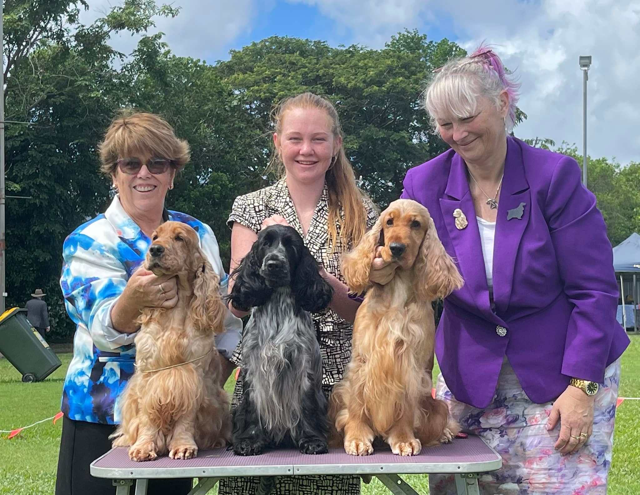 Cocker Spaniel Rescue QLD... - Cocker Spaniel Rescue QLD inc