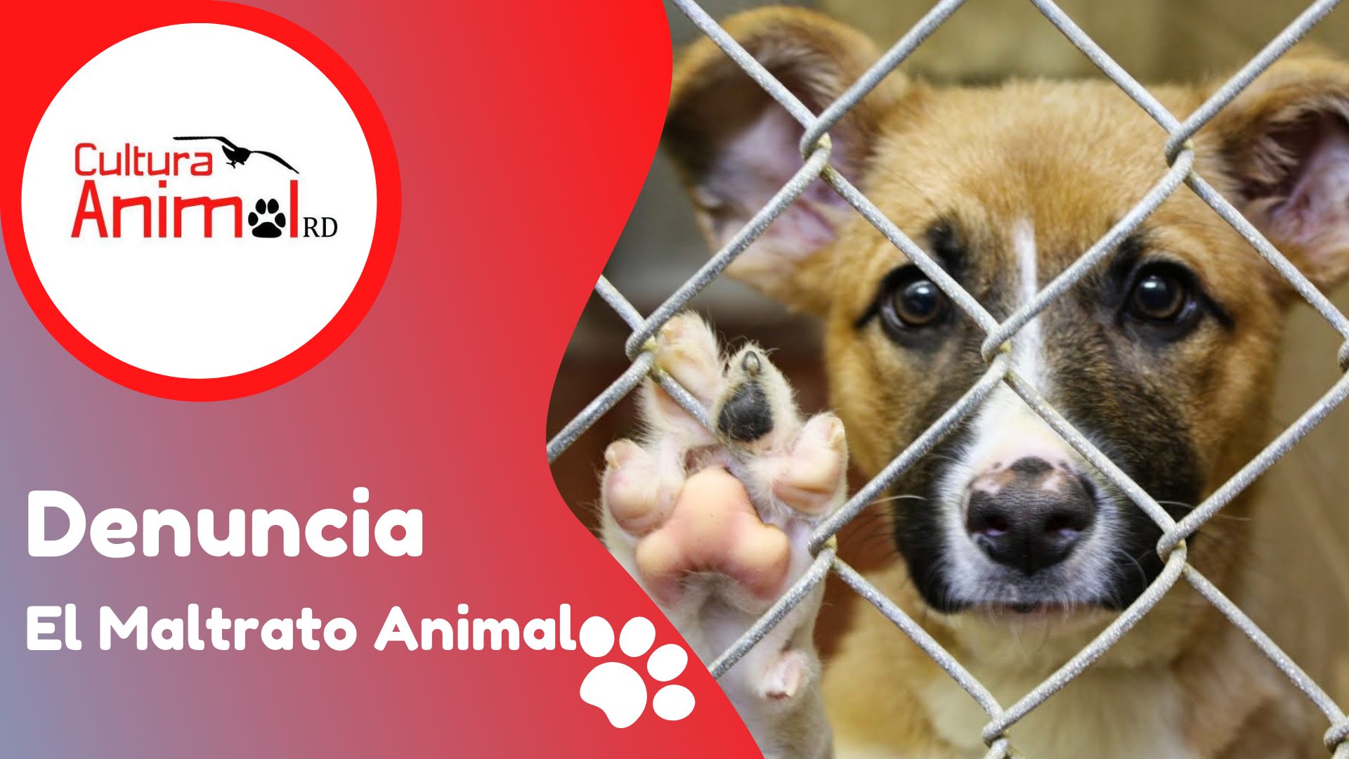 Los animales deben ser tratados con... - Cultura Animal RD
