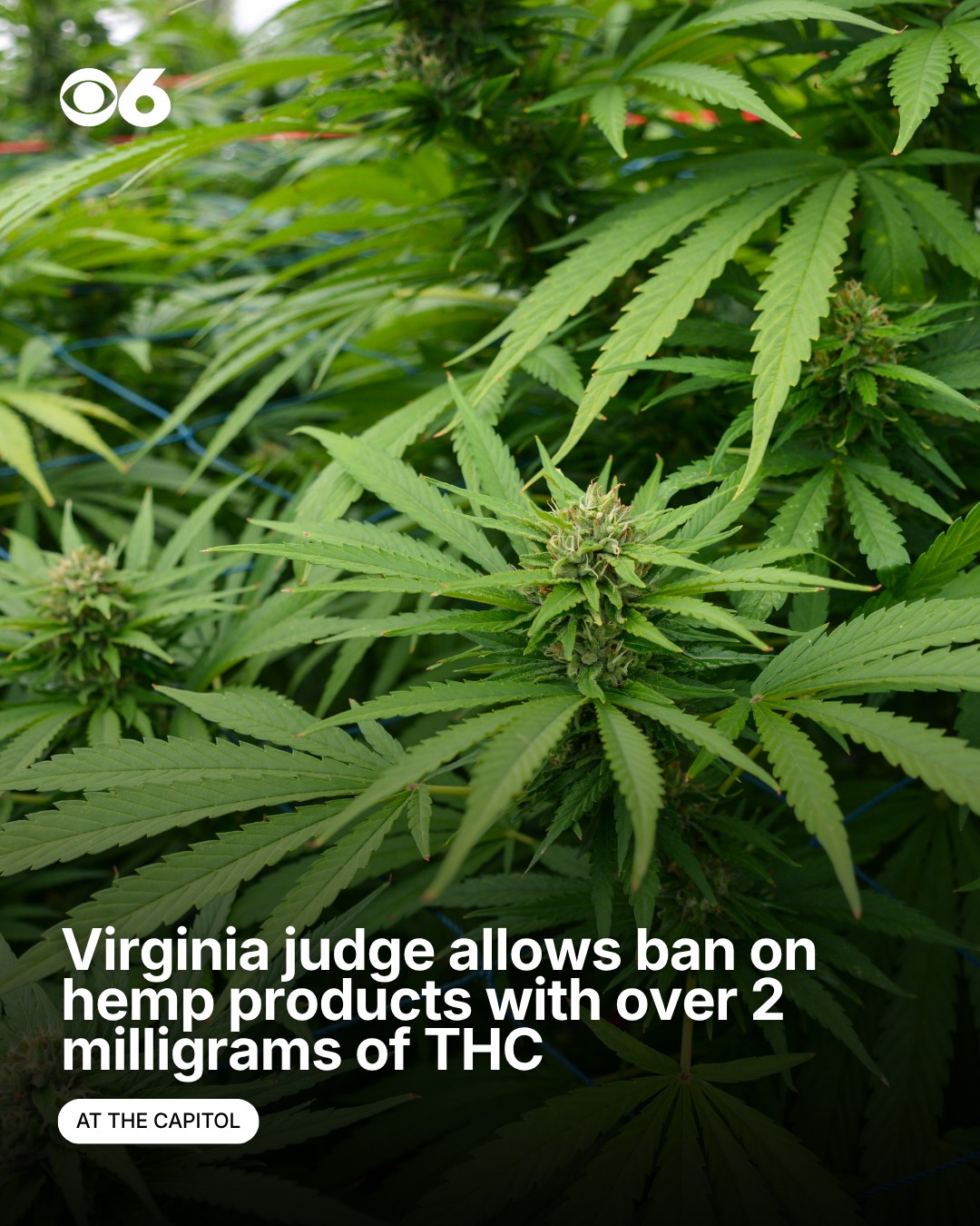 lost thc vape thc $60.00 how to use A judge has rejected a motion block a new Virginia law banning the sale of hemp products containing over two milligrams of THC. The new law, which is written into the Autodraw Material:The Nova Complete Tobacco Raz Vape