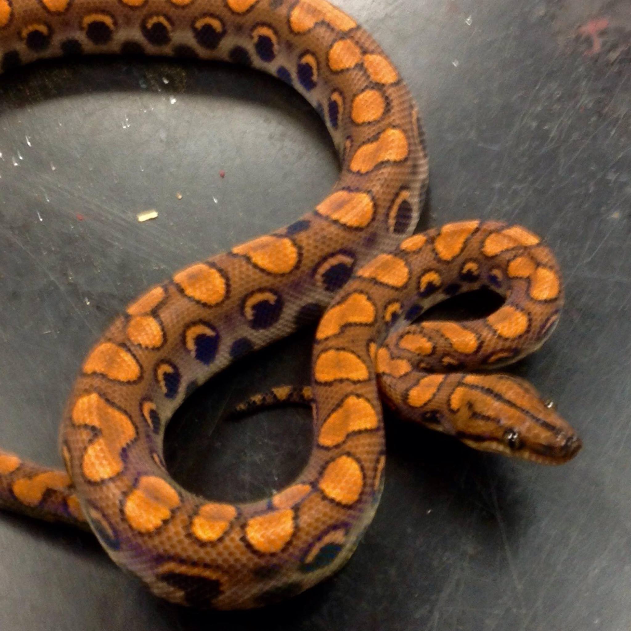 Scott’s Great Snakes added a new photo. - Scott’s Great Snakes