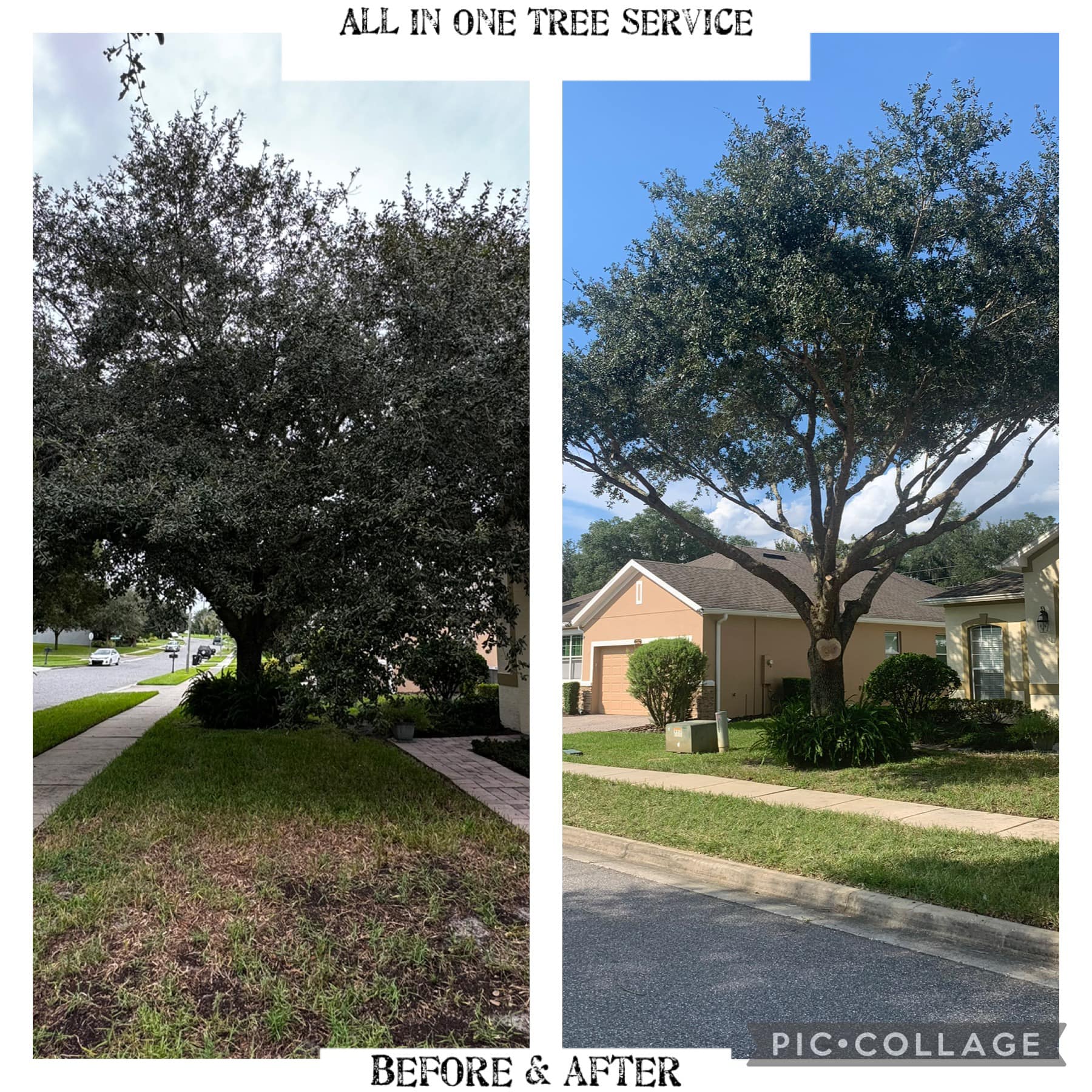 All-In-One TREE Service | Apopka FL