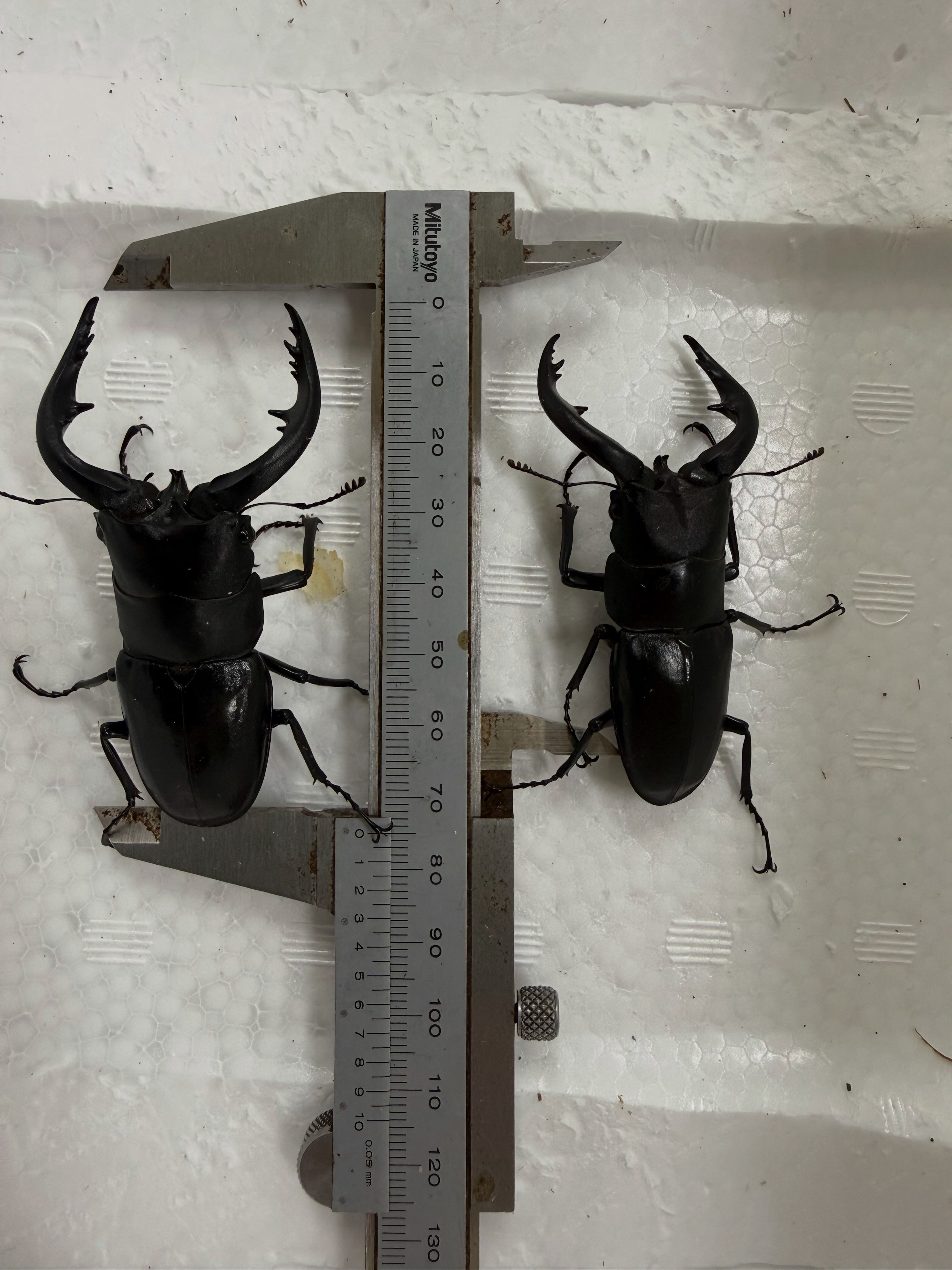 レア産地　特大アマミシカクワガタ　規制前　野外品 徳之島 レア産地 特大アマミシカクワガタ 規制前 野外品 徳之島 注文品アマミ
