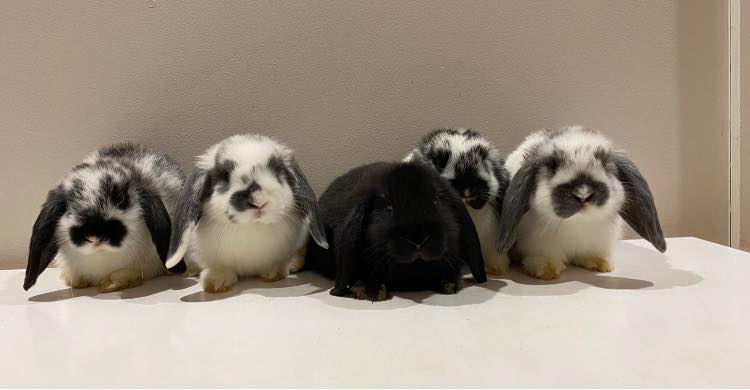 Stanwell Park Mini Lop Rabbits | Temora NSW