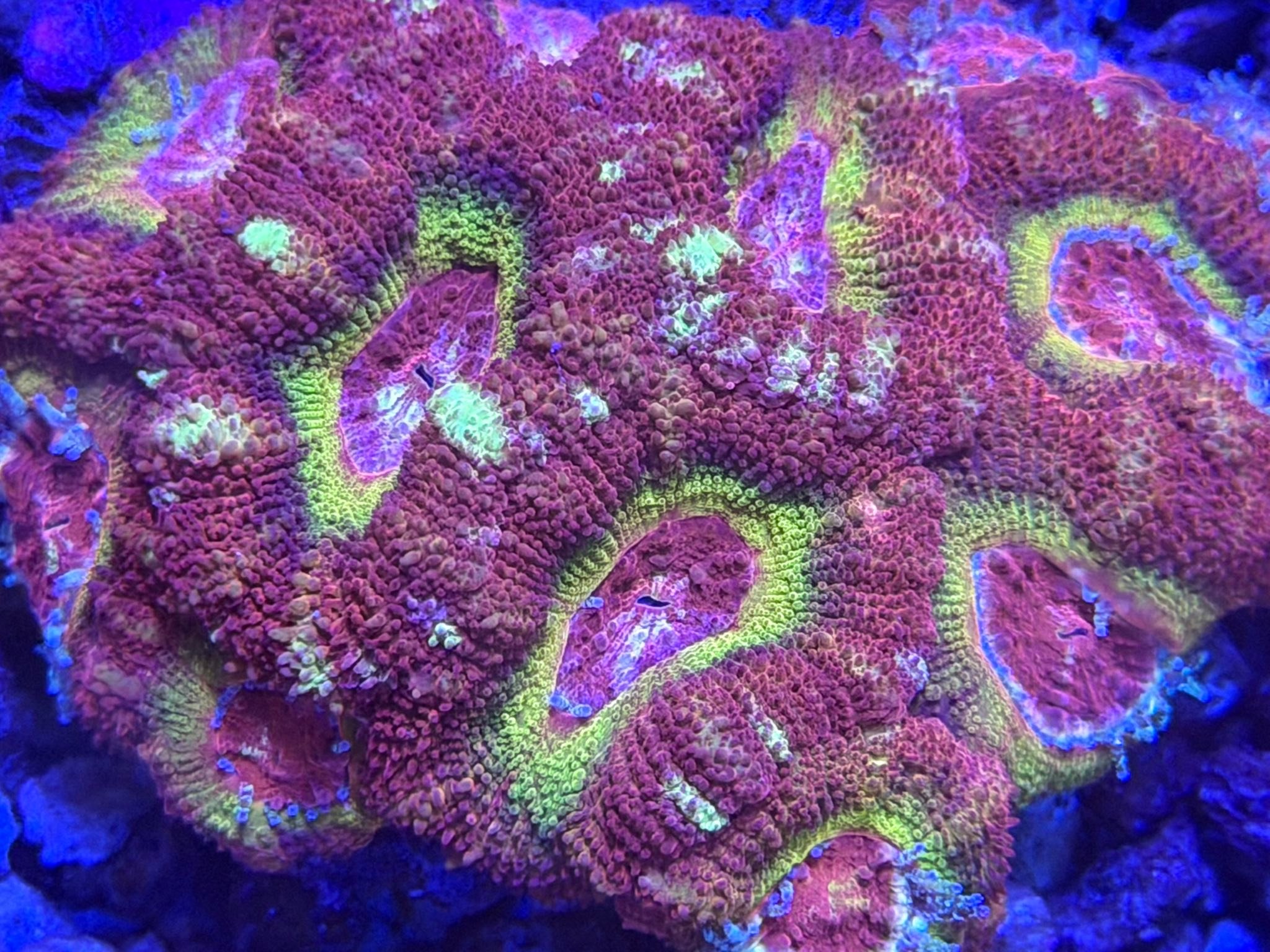 Reef Consortium LLC | Harahan LA