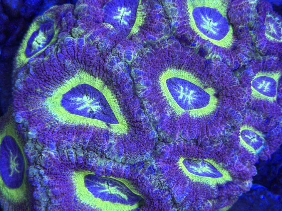 Reef Consortium LLC | Harahan LA