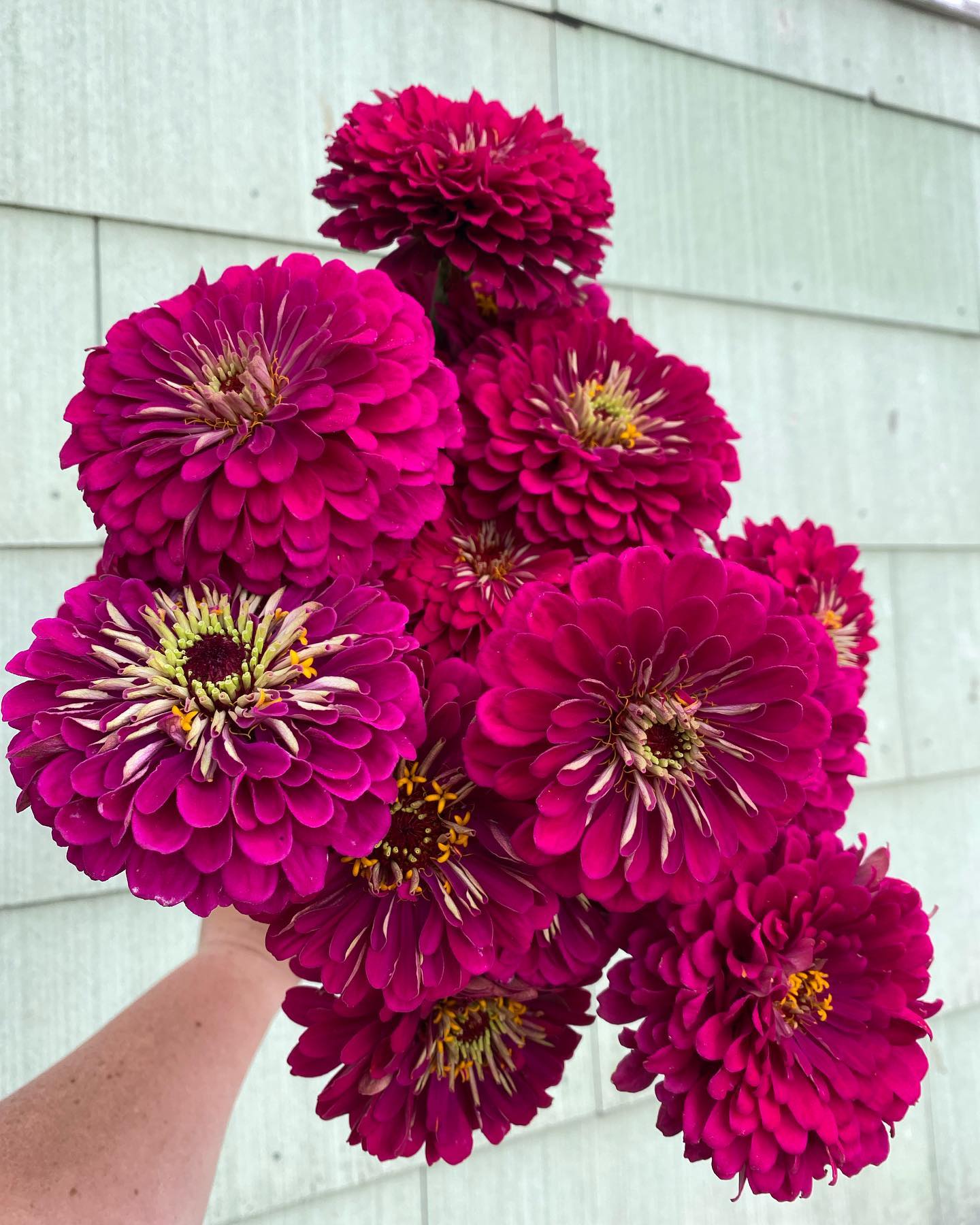 Zinnia 'Oklahoma Pink' stands out in the garden