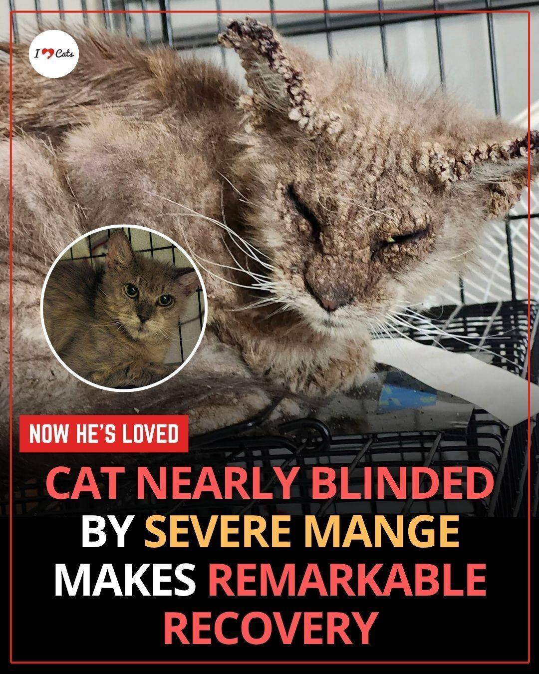 iHeartCats.com - Most of us have seen a stray cat quietly slip