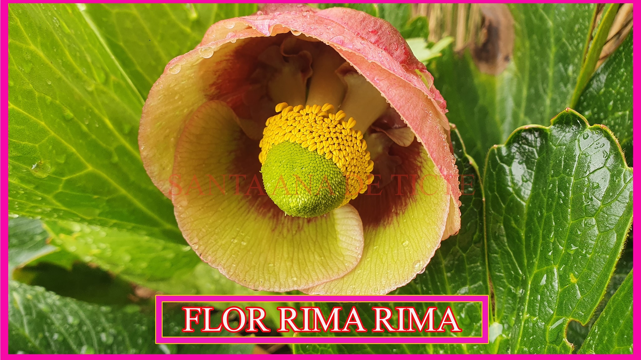 LA FLOR RIMA RIMA ⚘ La flor rima... - Santa Ana de Ticte