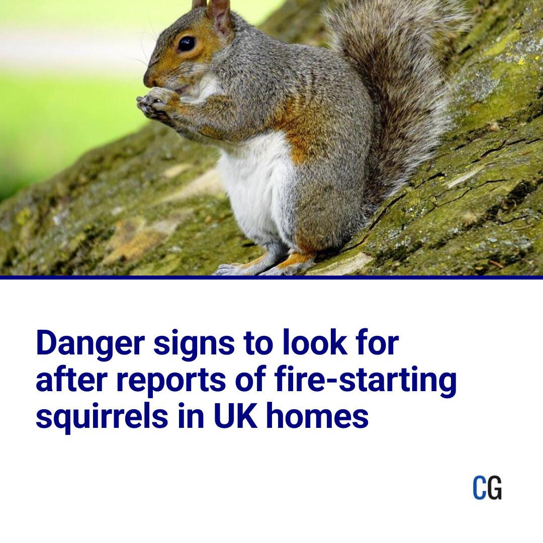 Clacton - NEW: There have been reports of squirrels starting fires in ...