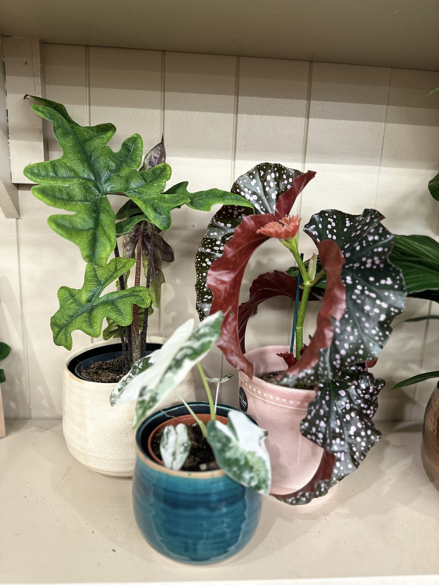 Highfield Garden World added a... - Highfield Garden World