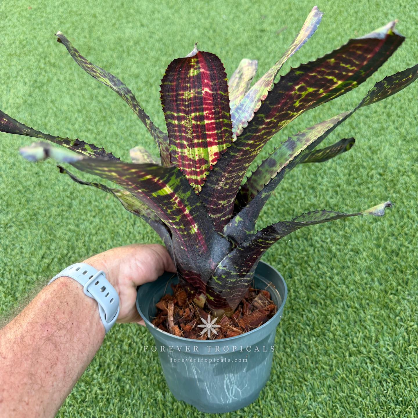 Deep, Dark, and Desirable, Neoregelia ' Black Opal